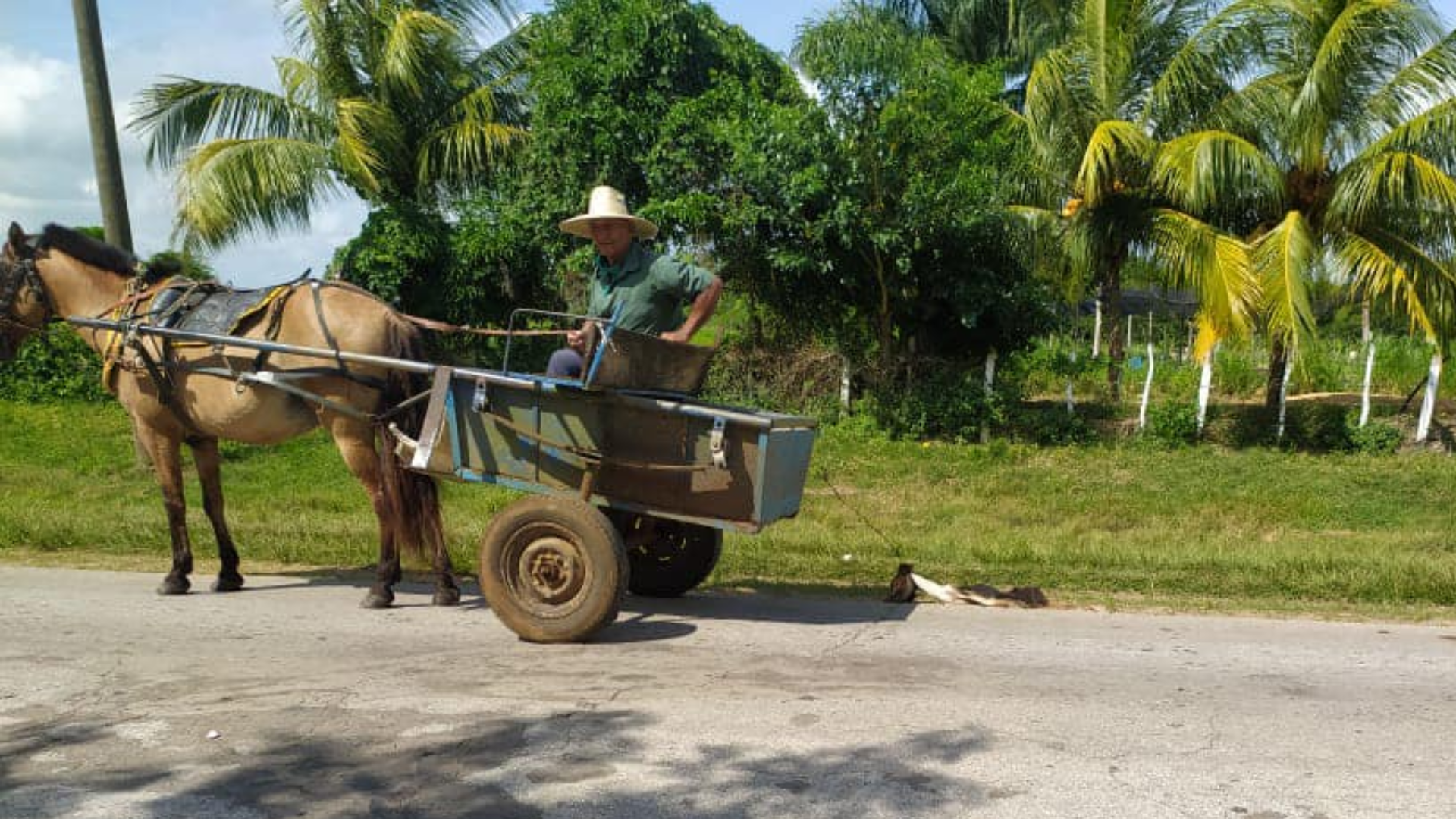 Multan a agresor implicado en caso de maltrato animal  