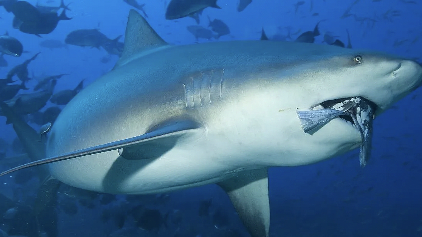 Tiburón ataca y mata a una mujer de Pensilvania mientras buceaba en Bahamas