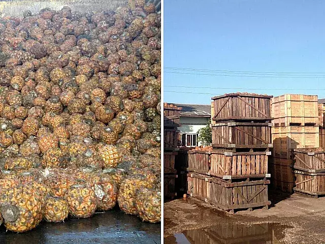 Se desperdicia gran cantidad de piña en Ciego de Ávila. Foto: Facebook/José Alemán Mesa