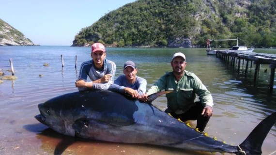 El pez los remolcó unos 20 kilómetros y un barco los ayudó a sacarlo hasta la orilla