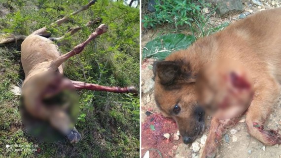 Un usuario en Twitter difundió la imagen del perro con una herida en su pecho e hizo un llamado a los protectores de animales de la zona para que lo rescataran
