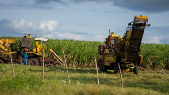 Cosecha de caña de azúcar en Cuba.