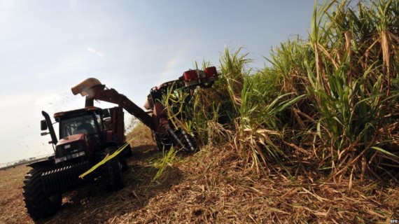 Cosecha de caña en Cuba. Foto: FAO