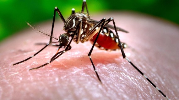 ¿PARAÍSO SOCIALISTA? El dengue invade todas las provincias de Cuba y el gobierno evade dar cifra de muertes