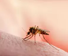 Nueva especie de mosquito tropical descubierta en Florida "es preocupante", dice investigador