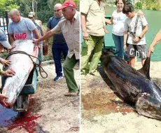 Se trata de un ejemplar de gran tamaño